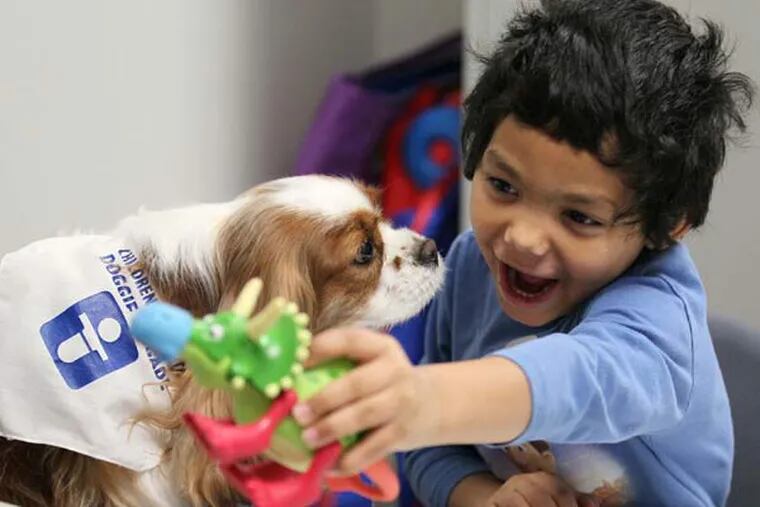 Angel Bowling, 5, roars like a dinosaur as he plays with Izzie, a Cavalier King Charles Spaniel, during Angel's speech therapy at Akron Children's Hospital on December 16, 2014 in Akron, Ohio. Izzie is one of the facility's four-legged Doggie Brigade volunteers. (Mike Cardew/Akron Beacon Journal/TNS)