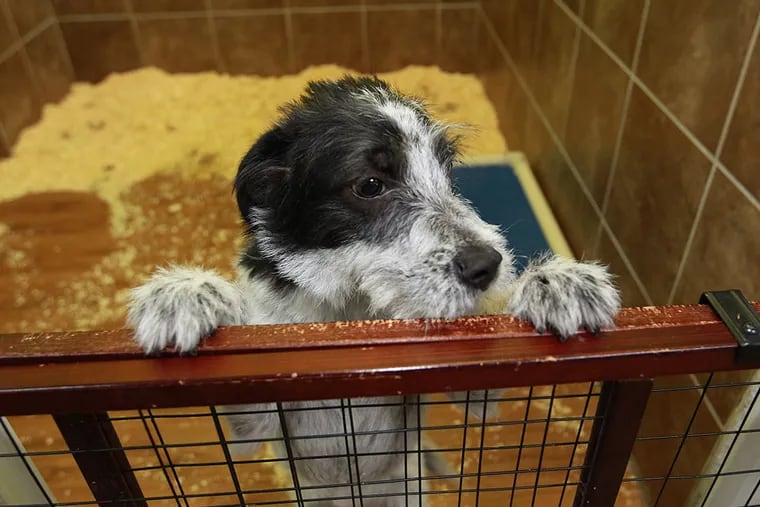 Polo, a black and whiter terrier-mix, watches and waits for someone to take an interest in her and take her home. PetsPlus plans to convert all 10 of their area stores in PA and NJ from using puppies purchased from dog brokers to getting puppies from rescues.