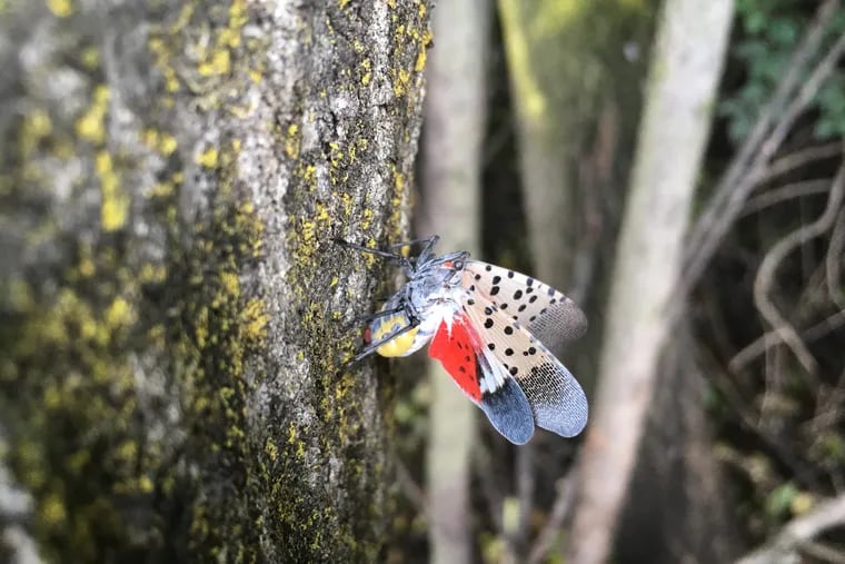 The spotted lanternfly is a new insect pest recently discovered in Pennsylvania in 2014 and Virginia last year. The adult emerges in July. MUST CREDIT: Mark Sutphin/Virginia Cooperative Extension