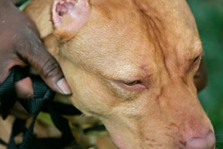 Pit bull ET is missing his floppy ears. His owner cut them off, probably so the dogs ET was fighting would not have the advantage of grabbing onto them, PSPCA officials say.