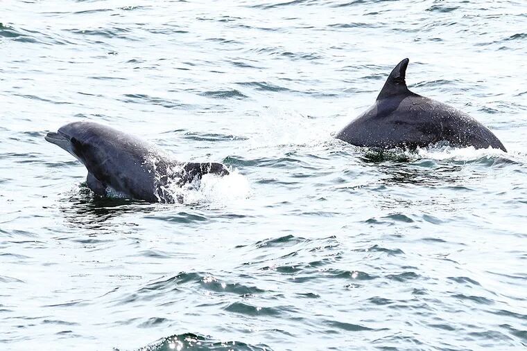 Dolphins as seen from the Cape May Whale Watcher.