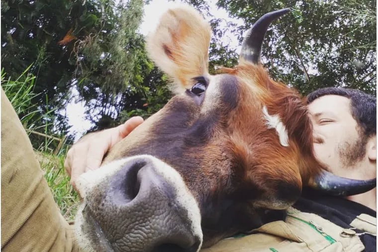 James Higgins, who runs the Krishna Cow Sanctuary in Hawaii, cuddles with Uma.