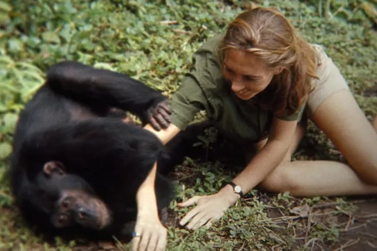 Jane Goodall in a frame from ‘Jane.’