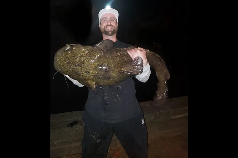 Jonathan Pierce. 34. of Roxborough, holds his potential record-breaking flathead catfish Sunday night after landing it in the Schuylkill River in Philadelphia.