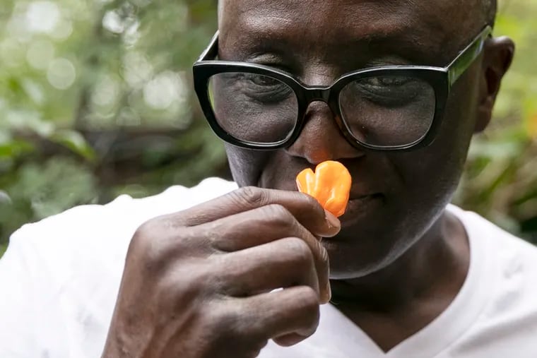 Chef Shola Olunloyo smells a hot pepper grown in the backyard of his home in Philadelphia on Tuesday, Oct. 26, 2021.