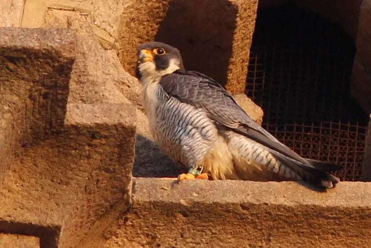 A peregrine falcon found dead last week is seen here protecting his home at St. John the Baptist Roman Catholic Church in Manayunk.  He had a severed leg.