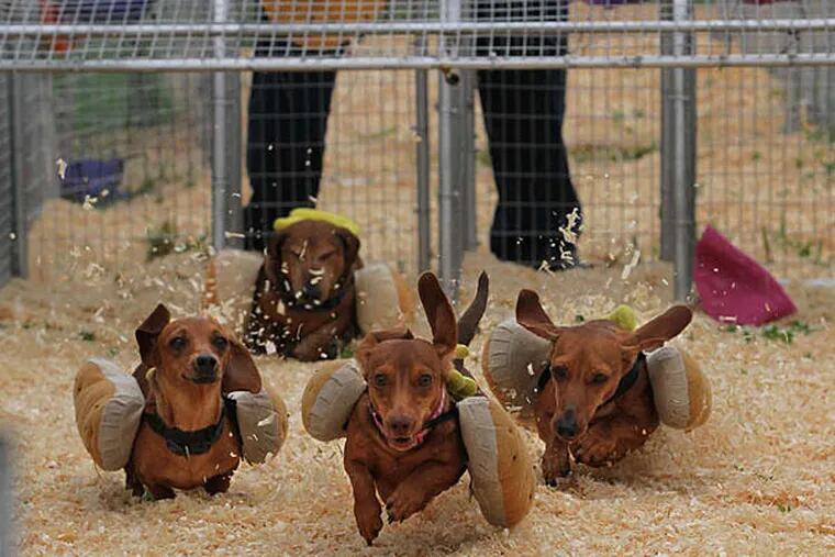 At the &quot;Hot Dog Pig Race&quot; David Feimster releases the &quot;hounds,&quot; dachshunds in cloth hot dog buns. (Michael Bryant/Staff)