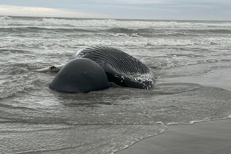 A young humpback whale, between 20 and 25 feet long, was found dead on a Brigantine beach Thursday — the second whale to wash up on Jersey Shore beach in the last week.