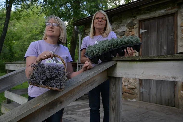 Sisters Amy Saha and Joanne Voelcker, owners of Coatesville-based Mt Airy Lavender farm.