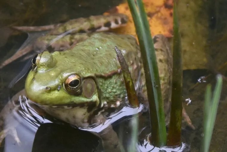 A frog is in the dragonfly pond as the Rancocas Nature Center celebrates its 40th anniversary. The 210-acre site is part of Rancocas State Park in Westampton Township, Burlington County.