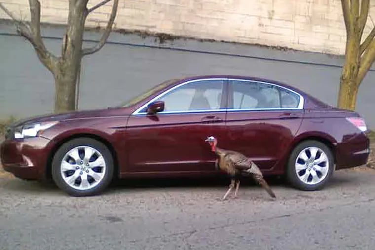 I saw the turkey on Wed, April 10 at around 7am. I was walking to my car in 50th st and there was a man at the end of the block, pointing to him, telling me to look. I was at first more startled by the random man, but then saw our feathered friend making his way down the block. It freaked me out a little when i saw the turkey but the little guy didn't seem to mind all of the attention. I snapped the attached photo of him from my car. To tell you the truth, I wasn't too surprised to see him as there is never a shortage of interesting creatures on my block. I haven't seen him since that day, but he seems to have quite a following on twitter. Hope he's doing okay-- would love to have him over for dinner sometime.