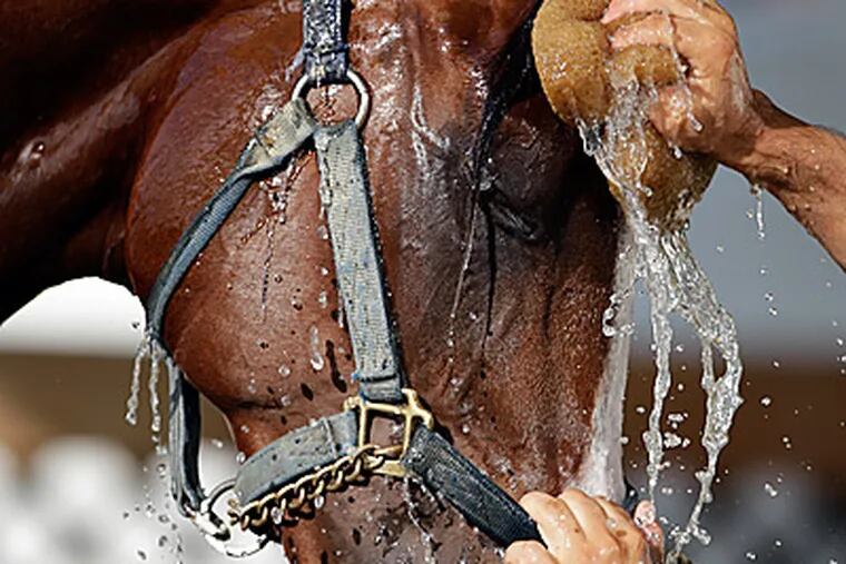 Union Rags, who is trained by Michael Matz, gets a wash. (David Maialetti/Staff Photographer)