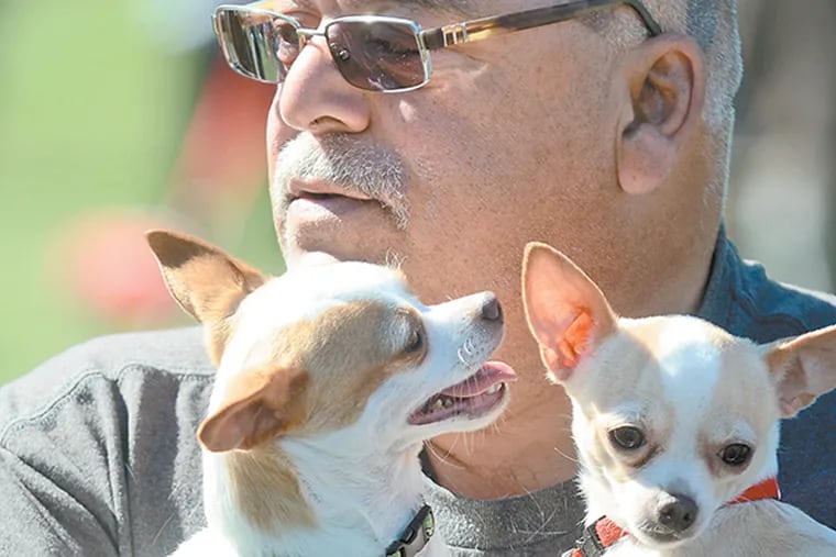 Jim Catania, of Coatesville, holds Chewie (left) and Pinky (right), two of the four Chihuahuas he rescued, bringing them to see the other dogs at the 5th annual "Sproutfest" at Upper Merion Township Building Park Oct. 12, 2014. Some two dozen rescues and shelters set up to give potential adopters a chance to meet adoptable pets and learn about pet rescue. (TOM GRALISH / Staff Photographer)