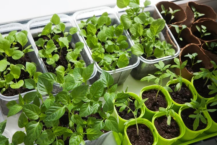 If you don't have a yard, you can still plant a variety of vegetables and herbs