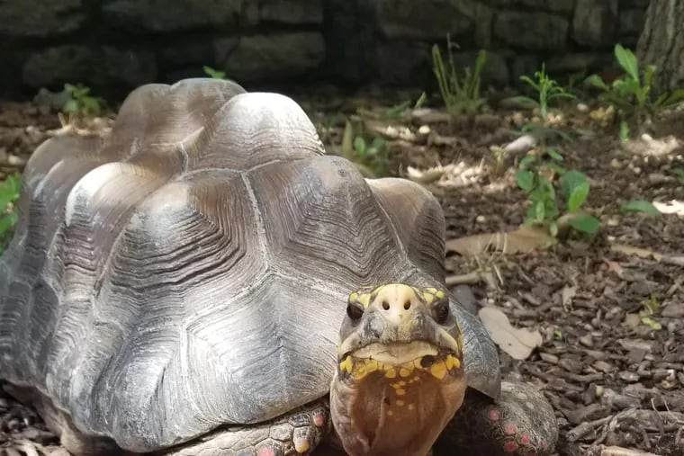 Tom, the red-footed tortoise, in his enclosure at the Philadelphia Zoo. He likes getting his shell scratched.
