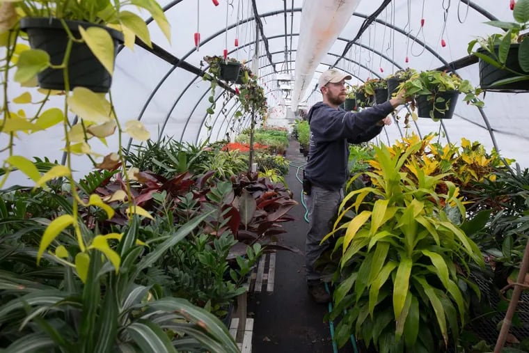 Nathan Roerich, Meadowbrook Farm Greenhouse Manager, tends to plants in a greenhouse at PHS Meadowbrook Farm, in Jenkintown, Thursday, February 22, 2018. The dracaena limelight plant is shown here, front right, and will used in the entrance garden of the Flower Show.