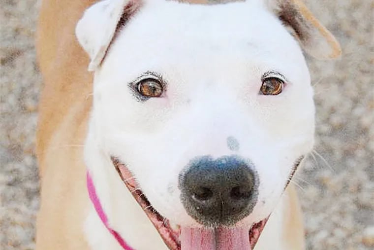 The Daily News Pet of the Week is Diamond, a 2-to-4-year-old pitbull mix at the Philadelphia Animal Welfare Society.