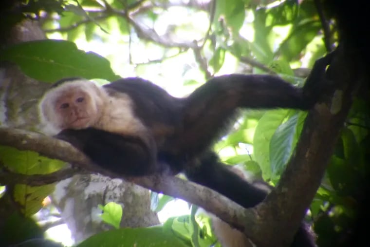 A capuchin monkey lounging on a branch  along the Pacific coast of Costa Rica, during an off-ship excursion during a seven-day cruise on the Wind Star.