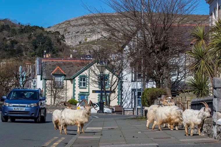 A herd of goats walks the quiet streets in Llandudno, north Wales.