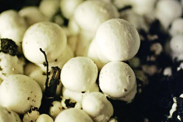 Agaricus bisporus, the common white button mushroom.