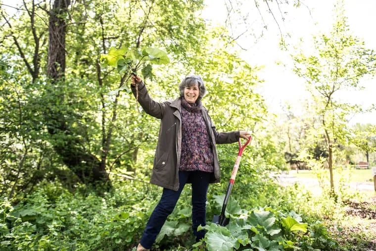 Lynn Landes, founder of local foraging and educational group The Wild Foodies of Philly, stands with a Burdock plant, freshly pulled from the ground at Awbury Arboretum.
