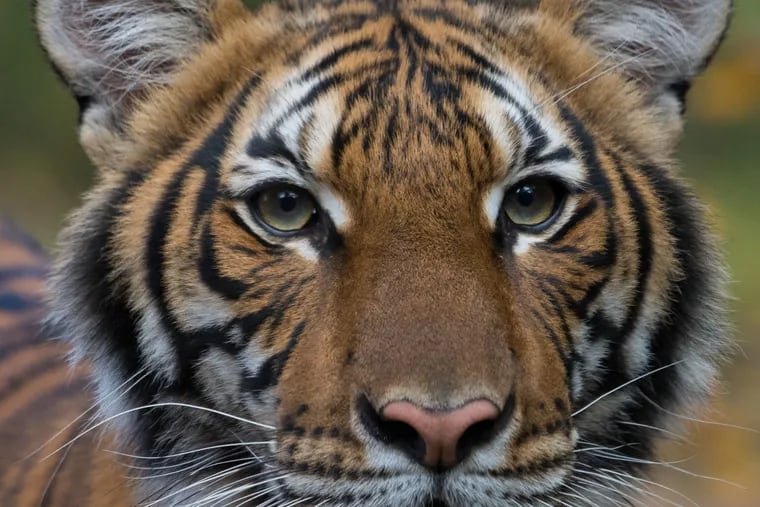 Nadia, a 4-year-old Malayan tiger at the Bronx Zoo, has tested positive for COVID-19. Three other tigers and three lions at the zoo are presumed to have the virus as well; all are expected to recover.