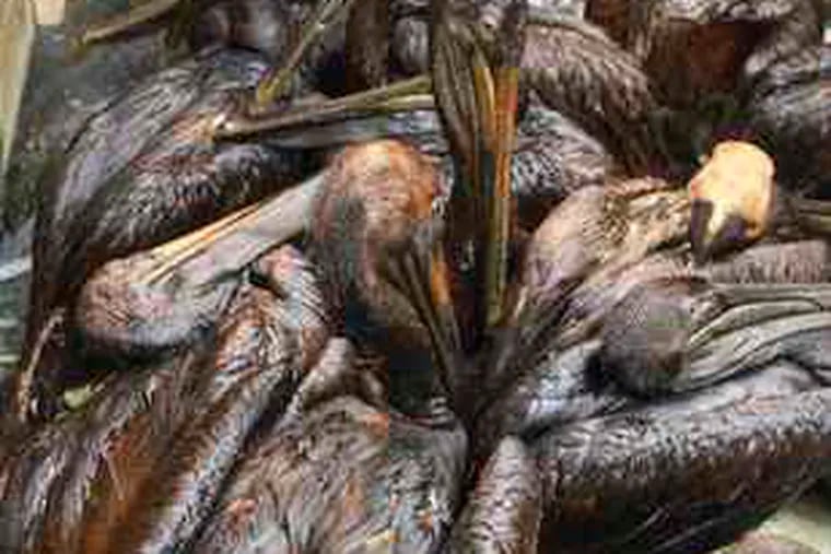 A group of oil-soaked brown pelicans wait to be cleaned at a rescue facility in Buras, La. The oil has been spreading east.