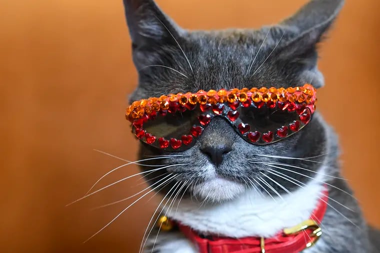 Bagel, a.k.a., Sunglass Cat, was born without eyelids and wears bedazzled sunglasses to protect her eyes from dust and debris. Washington Post photo by Toni L. Sandys