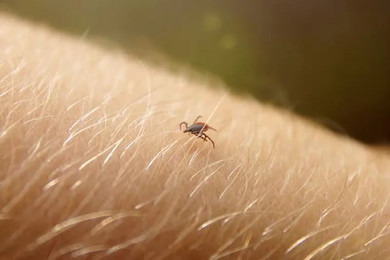 Ticks can be difficult to spot. Here's how to identify them.