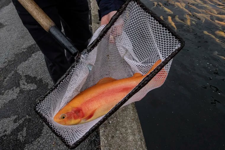 A golden rainbow trout is shown at the Huntsdale State Fish Hatchery in Carlisle, Pa. Wednesday, Oct. 30, 2019. This spring, Pennsylvania will begin stocking streams and creeks with golden rainbow trout as part of a plan to release more "trophy" trout prized by anglers.