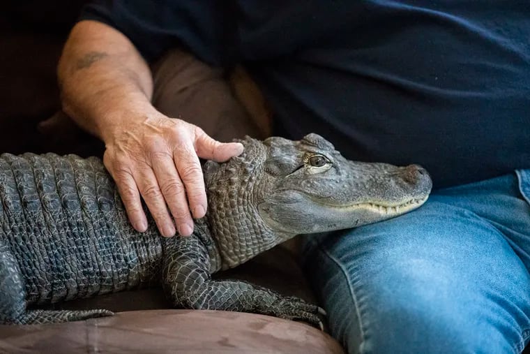 Joie Henney sits with his emotional support alligator, Wally, inside his home in York Haven, Pa. in 2019. On Wednesday, Wally was denied entry into Citizens Bank Park.