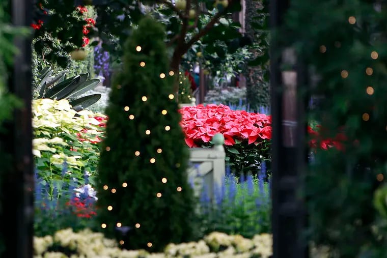 In the Main Conservatory room at Longwood Gardens, the flash of red poinsettias helps build the holiday mood for this year's theme, &quot;A Gingerbread Fantasy.&quot;