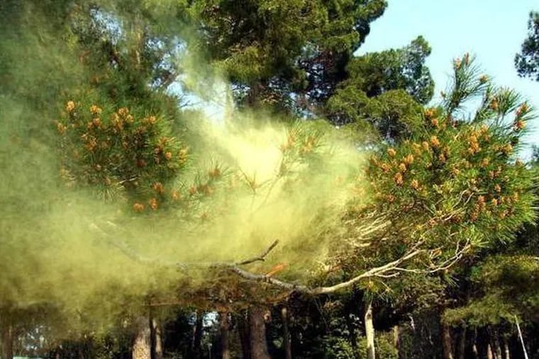 A “yellow smoke” plume of pollen from the pines.