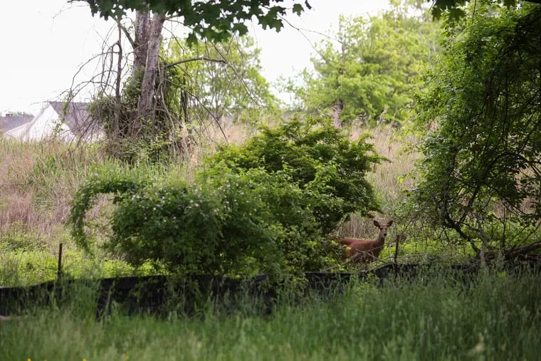 Deer in the 17-acre plot at Southampton and Carter Roads that the Pennsylvania Game Commission recently announced would become the first legal hunting grounds within Philadelphia county.