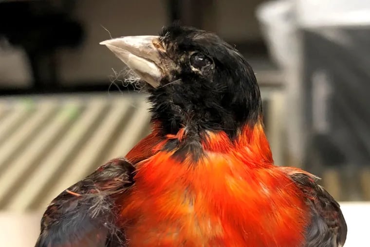 This is the stuffed, rare Red Siskin finch that was seized by CBP agents in Philadelphia.