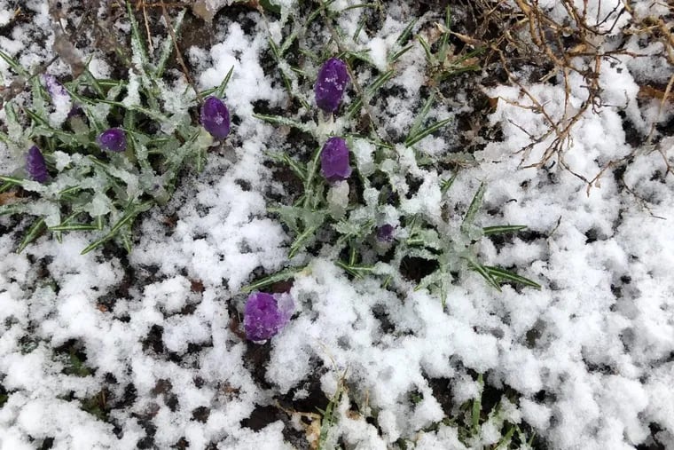 A February warm spell encouraged these crocuses to bloom in 2018. When a Nor’easter hit the Philadelphia area in early March, the flowers were covered in snow.