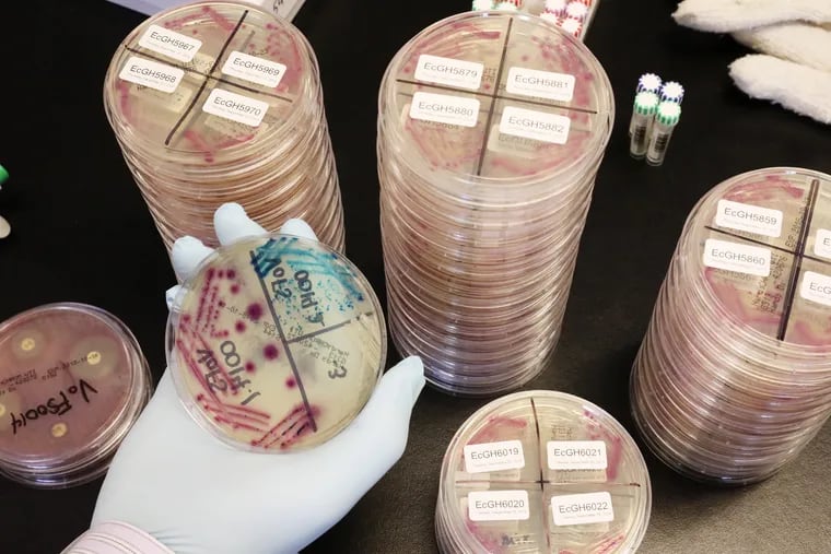 Bacterial samples are grown at ARMADA, a program in the fight against antibiotic-resistant "superbugs," on September 26, 2018, in Seattle. A bipartisan group of Senators have introduced a bill to support the development of superbug-fighting antibiotics.