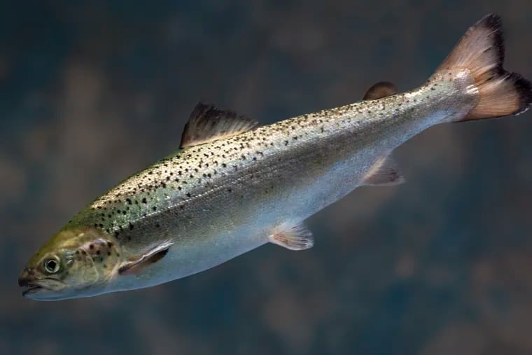 This 2009 photo provided by AquaBounty Technologies shows a juvenile salmon raised at the company’s hatchery in Fortune, Prince Edward Island, Canada. The federal government has cleared the way for the fish to be sold in the US, but fish farmers in Maine haven’t shown an interest in growing it. (AquaBounty Technologies via AP)