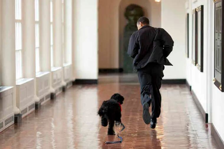 Portie pup and president: Barack Obama and Bo run down a White House corridor.