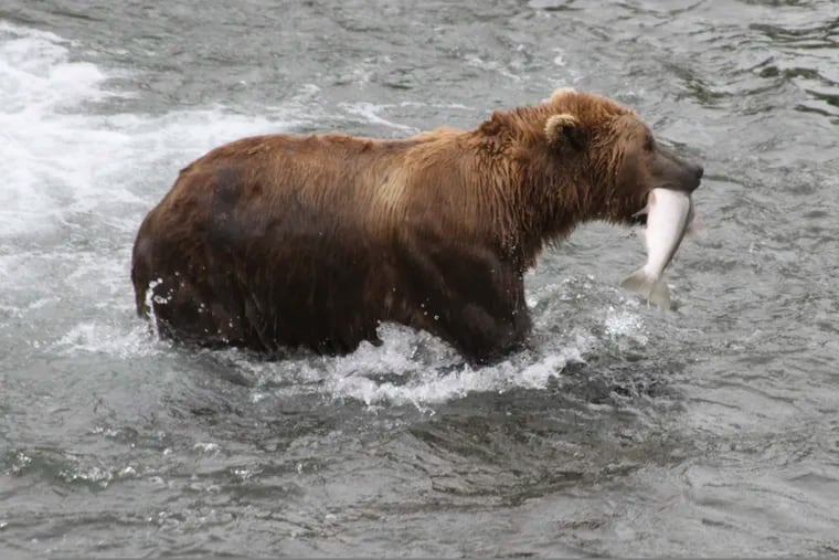 In this July 4, 2013 photo, a brown bear walks to a sandbar to eat a salmon it just caught at Brooks Falls in Katmai National Park and Preserve, Alaska. Katmai National Park is hosting its annual Fat Bear Week online.