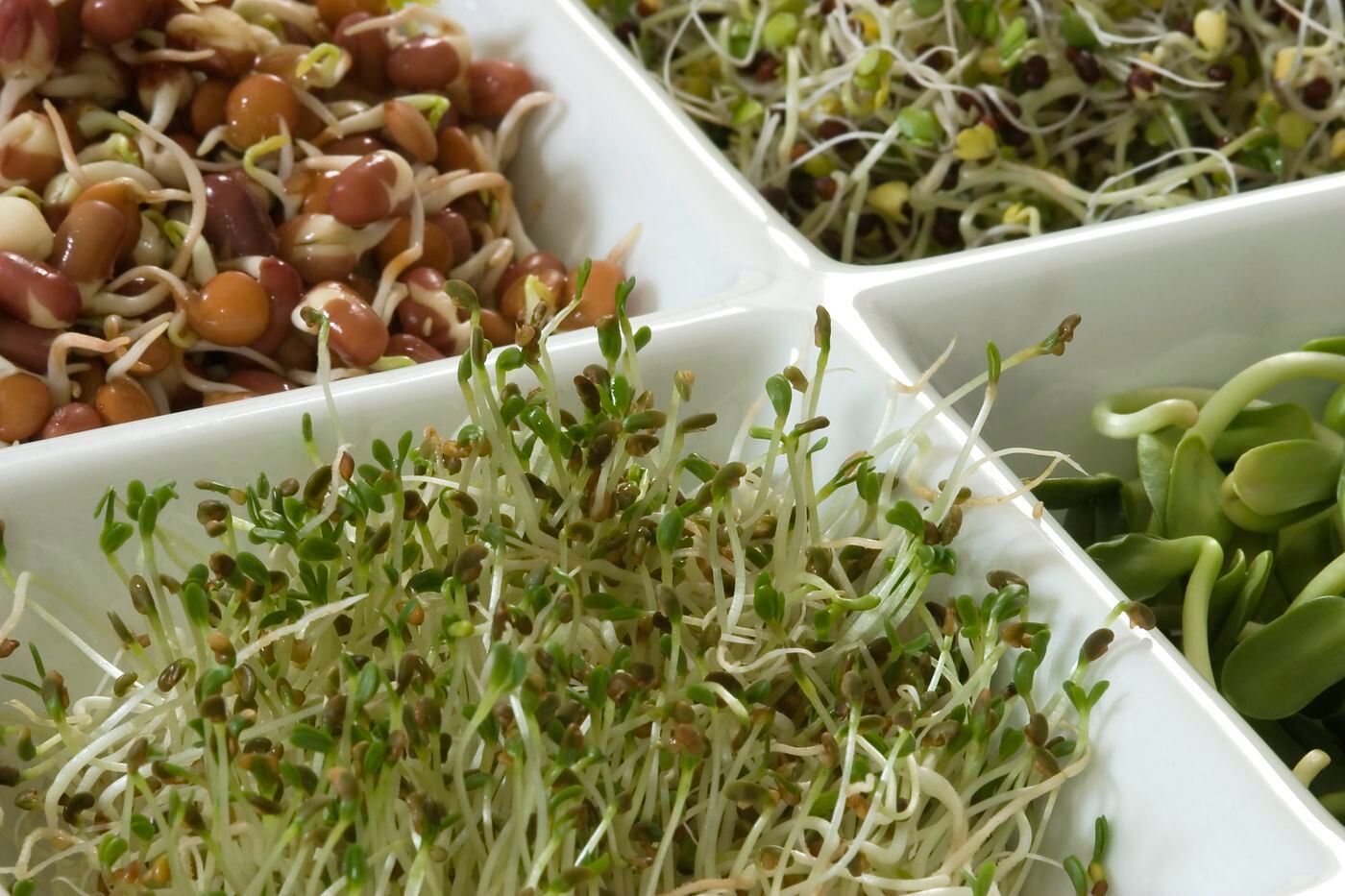 Sprouts are easy to grow at home.