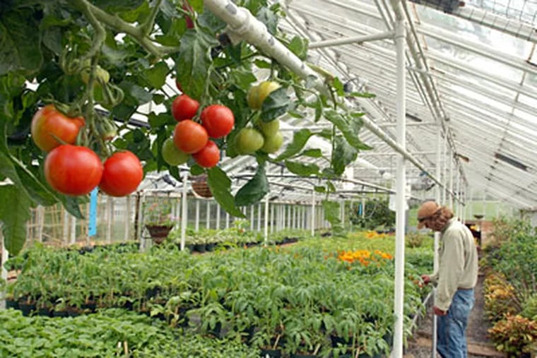 As perennial tomatoes hang overhead in the Rodale greenhouse, farmworker Joshua Brunner tends to other plants. Among the plants
grown in the greenhouse are spring sorrel, arugula, and early-ripening tomatoes called Fourth of Julys. (RON TARVER / Staff Photographer)