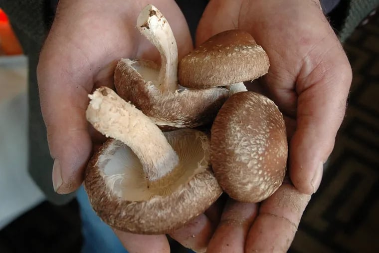 <p>Shiitake mushrooms  </p>
