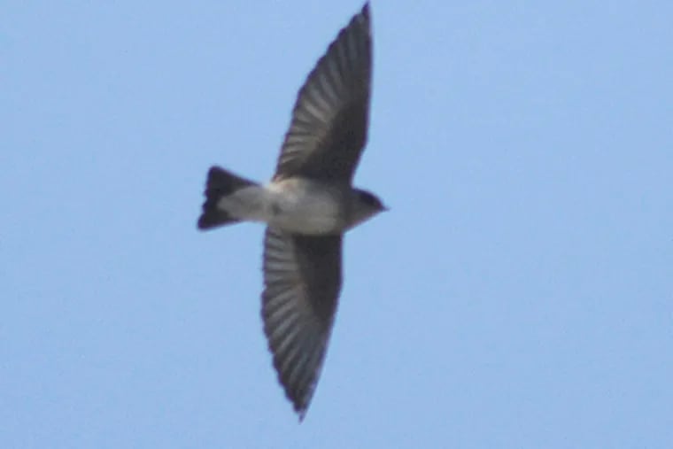 A rough-winged swallow at the Northeast Wastewater Treatment Plant. (TOM GRALISH / Staff Photographer)