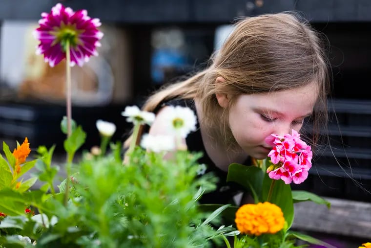 Violet Cronauer, 5, of Ridley smells the flowers her family purchased as a Mother's Day gift for her mother on May 11, 2024 at Miller's Greenhouses in Wallingford, Delaware County.  The family annually comes here.