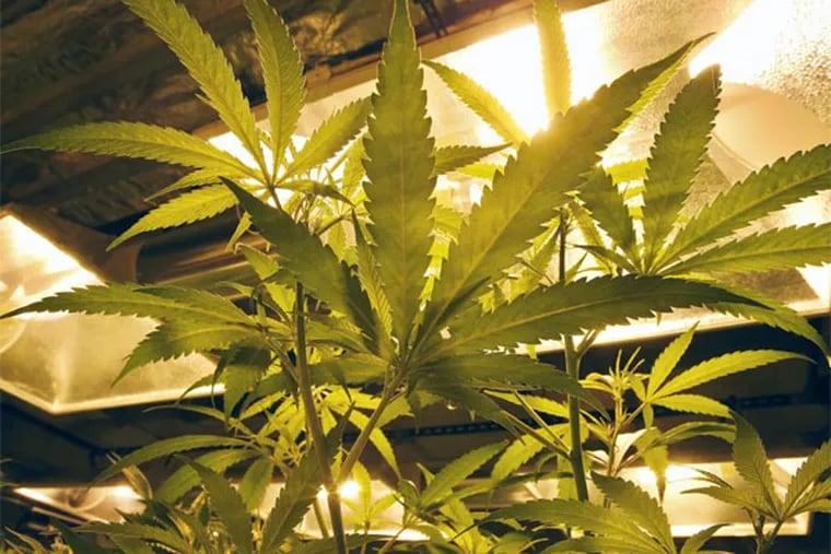 Marijuana plants grow under special lights inside the grow facility at Medicine Man marijuana dispensary in Denver, Friday Dec. 27, 2013.  (AP Photo/Brennan Linsley)