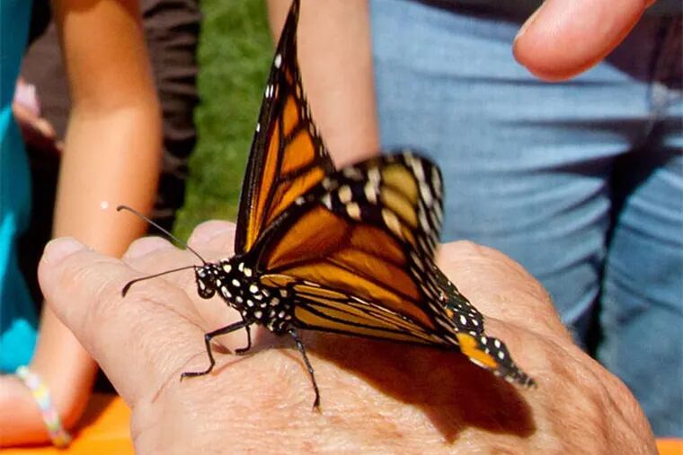 Tyler Arboretum's Betsy Ney releases a monarch butterfly for a migration to Mexico. (David M Warren / Staff Photographer)