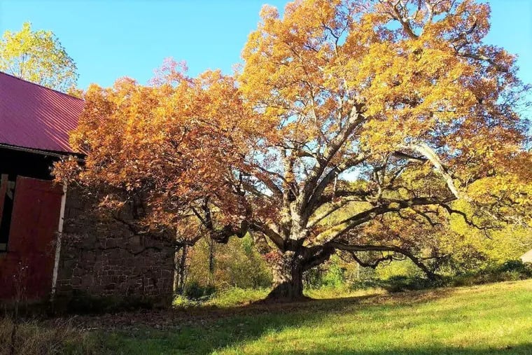 A 400-year-old oak tree on Great Oak Farm in North Coventry Township in Chester County.  The farm is being preserved through a conservation easement between the owners, Sean Boyd and Jessica Neff-Boyd, and Natural Lands.