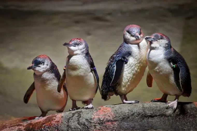 Little blue penguins make their debut at Camden's Adventure Aquarium.