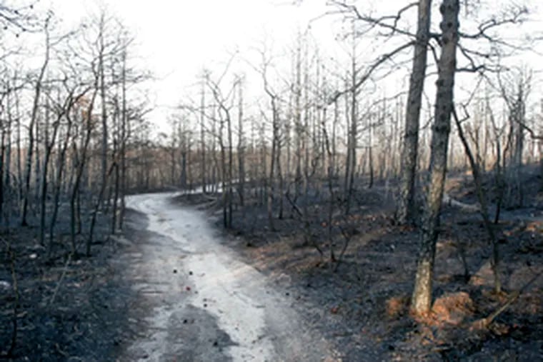 A dirt road runs through the charred Pinelands near Warren Grove, N.J. A military report is expected to attribute the fire to an F-16 pilot&#0039;s practice flare and call for a safety review.